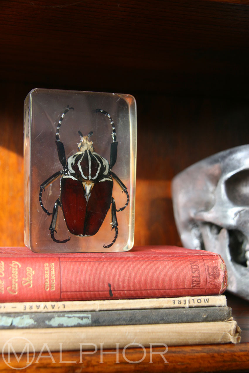 Beetle Paperweight